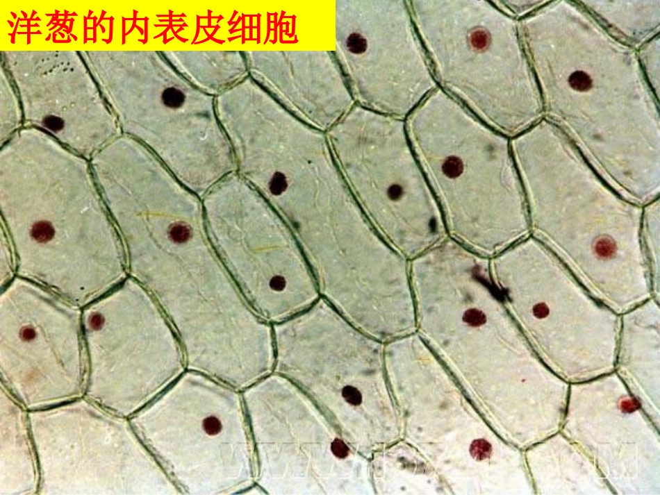 -_用显微镜观察身边的生命世界(二)_第3页