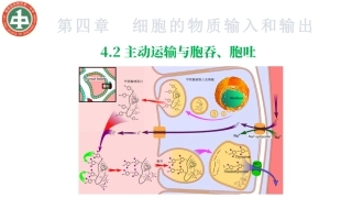 主动运输与胞吞、胞吐（课件）