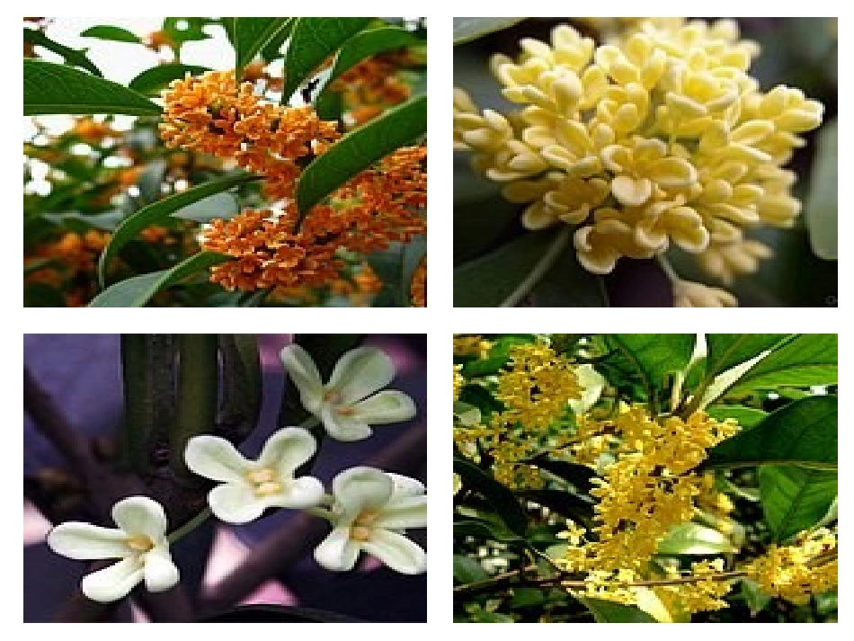 《桂花雨》PPT课件_第3页