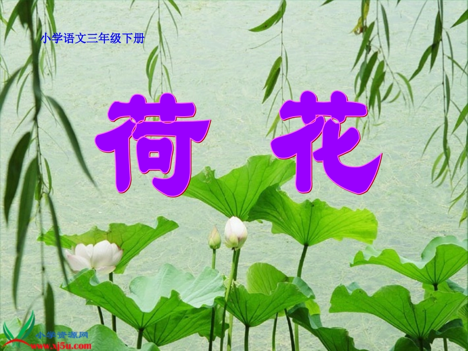 《荷花》PPT_第1页