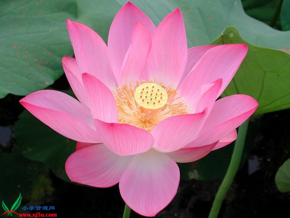 《荷花》PPT_第2页