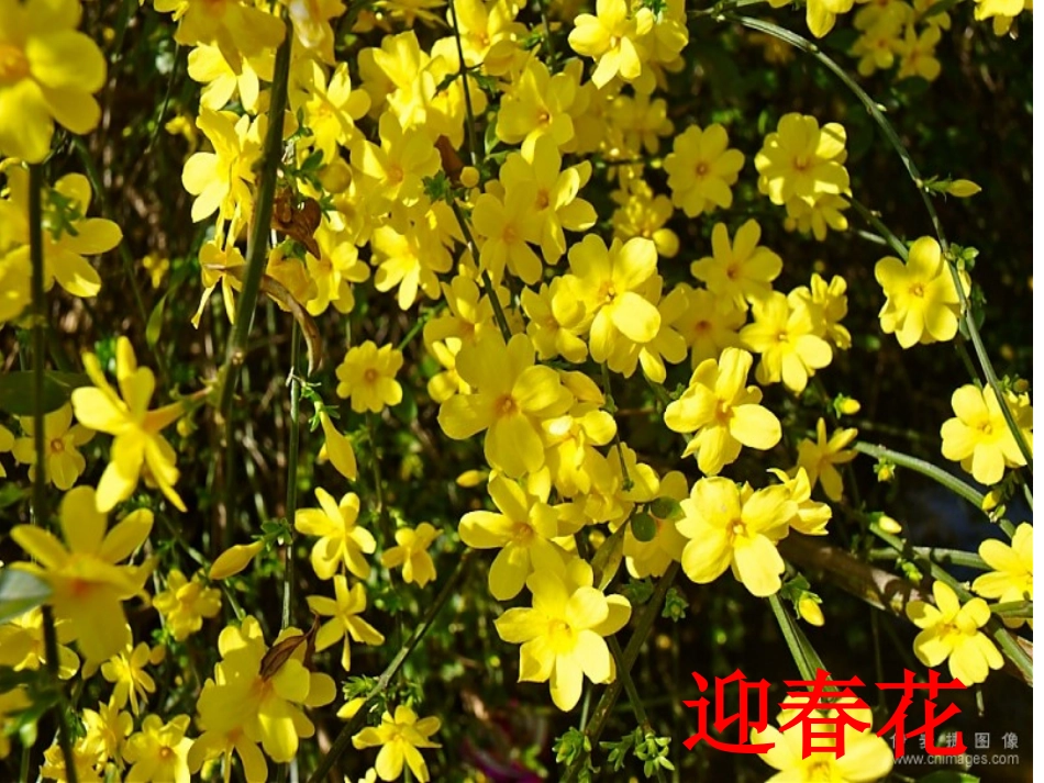 《我喜欢----花》习作课件李静_第2页