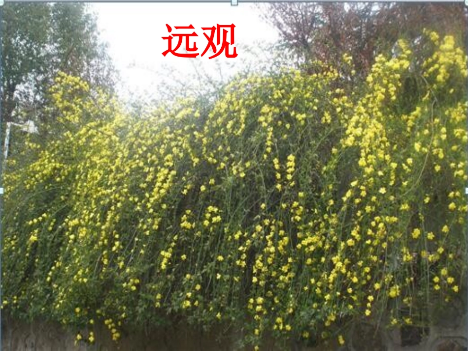 《我喜欢----花》习作课件李静_第3页