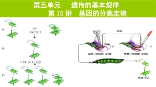 第1讲孟德尔的豌豆杂交试验（一）