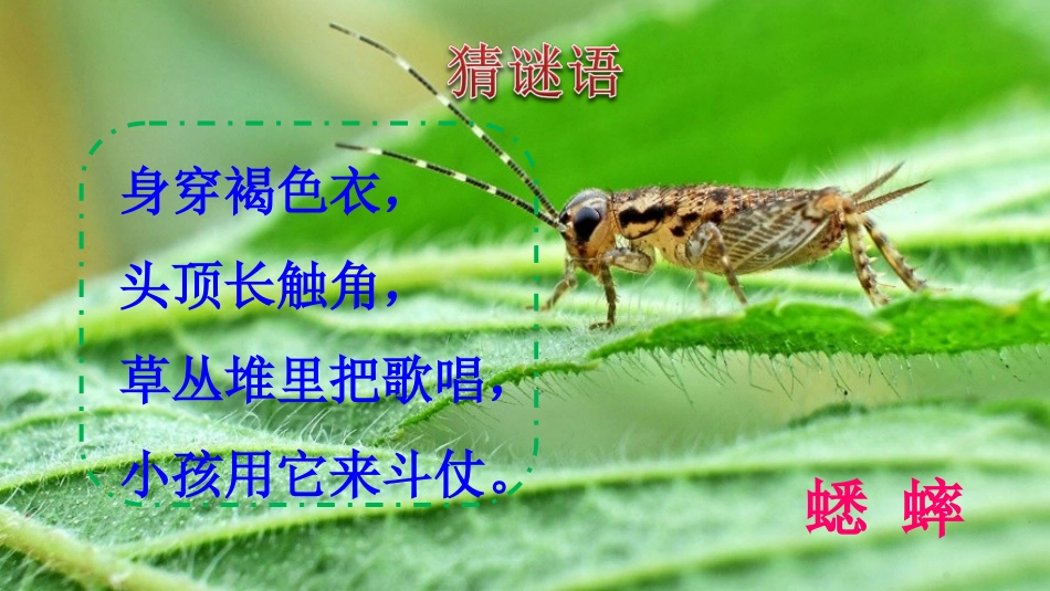 在牛肚子里旅行_第1页