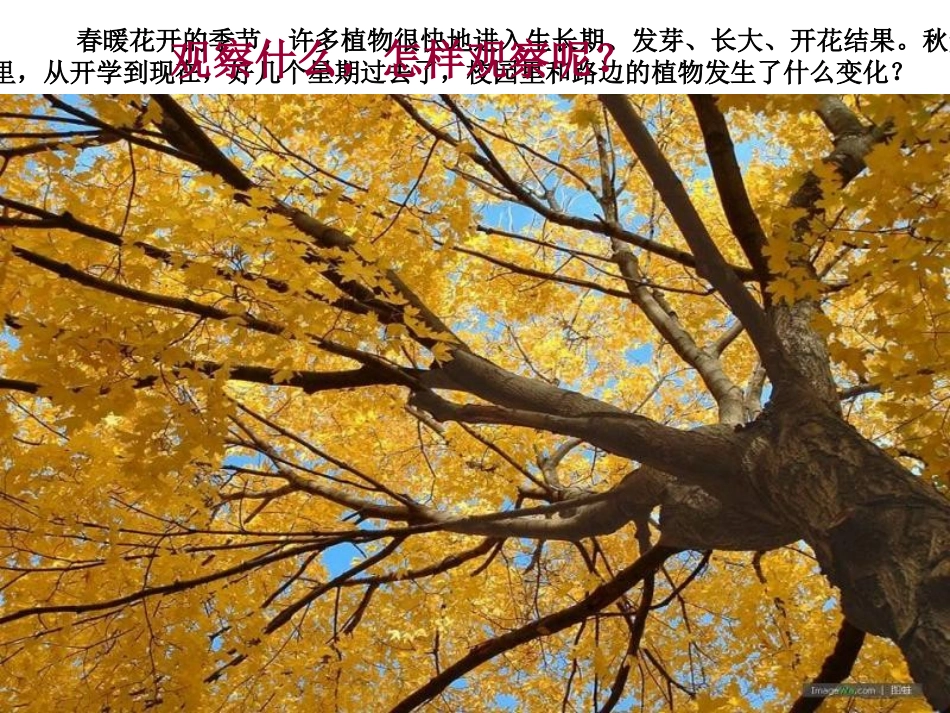 《植物发生了什么变化》课件_第2页