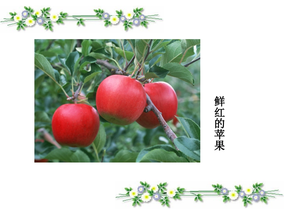 植物妈妈有办法PPT(修改)_第2页