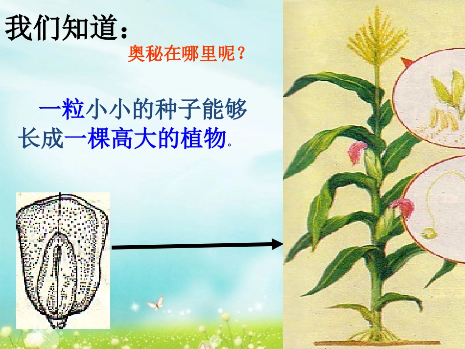 第一节细胞通过分裂产生新细胞（公开课）_第1页