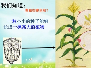 第一节细胞通过分裂产生新细胞（公开课）