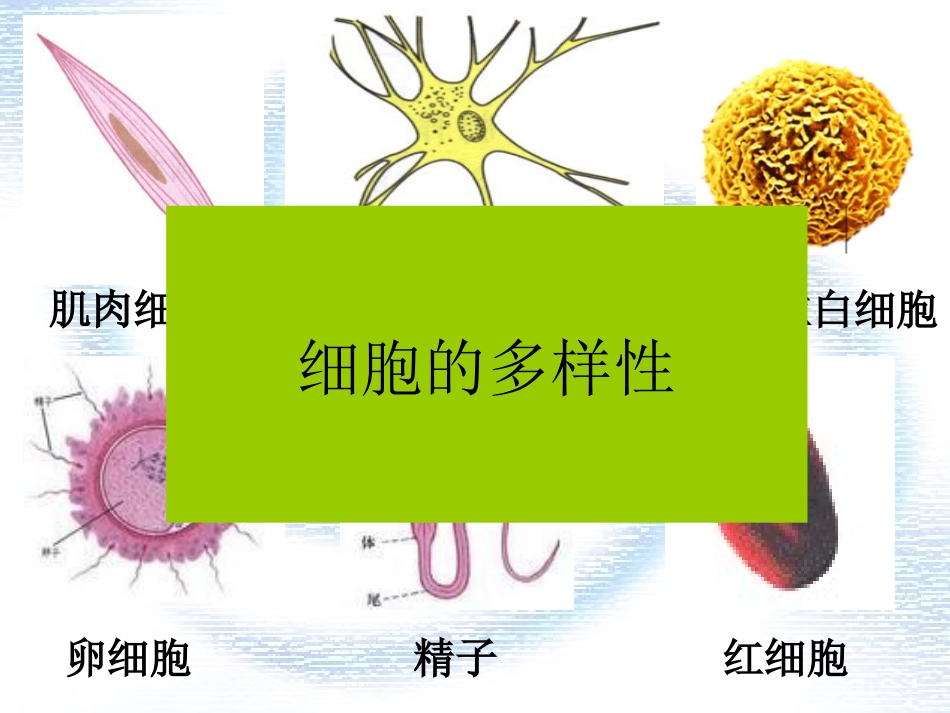 细胞的多样性和统一性（必修）_第2页
