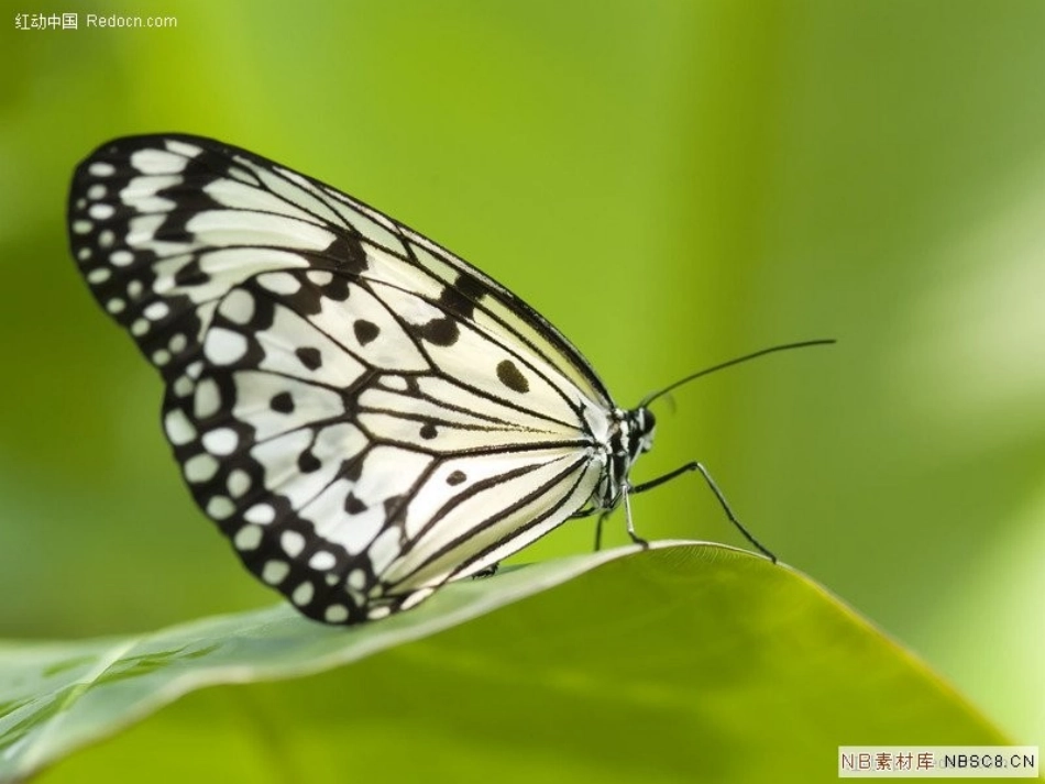 人教版数学二年级上册《轴对称图形》_第3页
