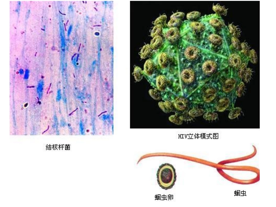 第一节传染病及其预防_第3页
