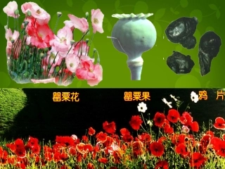 鸦片战争课件 (2)