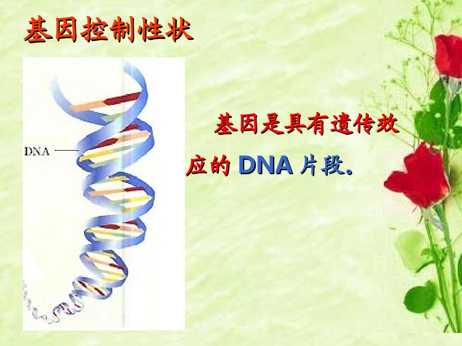 生物八年级下人教版722基因在亲子代间的传递_第2页