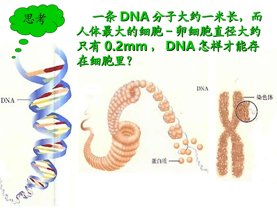生物八年级下人教版722基因在亲子代间的传递_第3页
