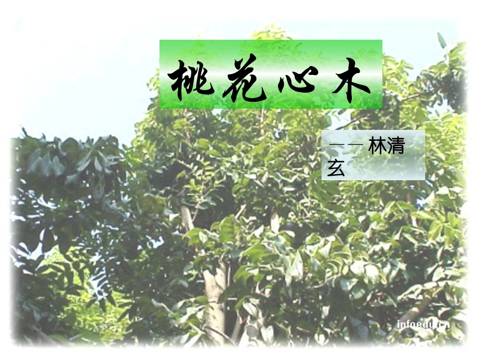 、《桃花心木》课件_第1页