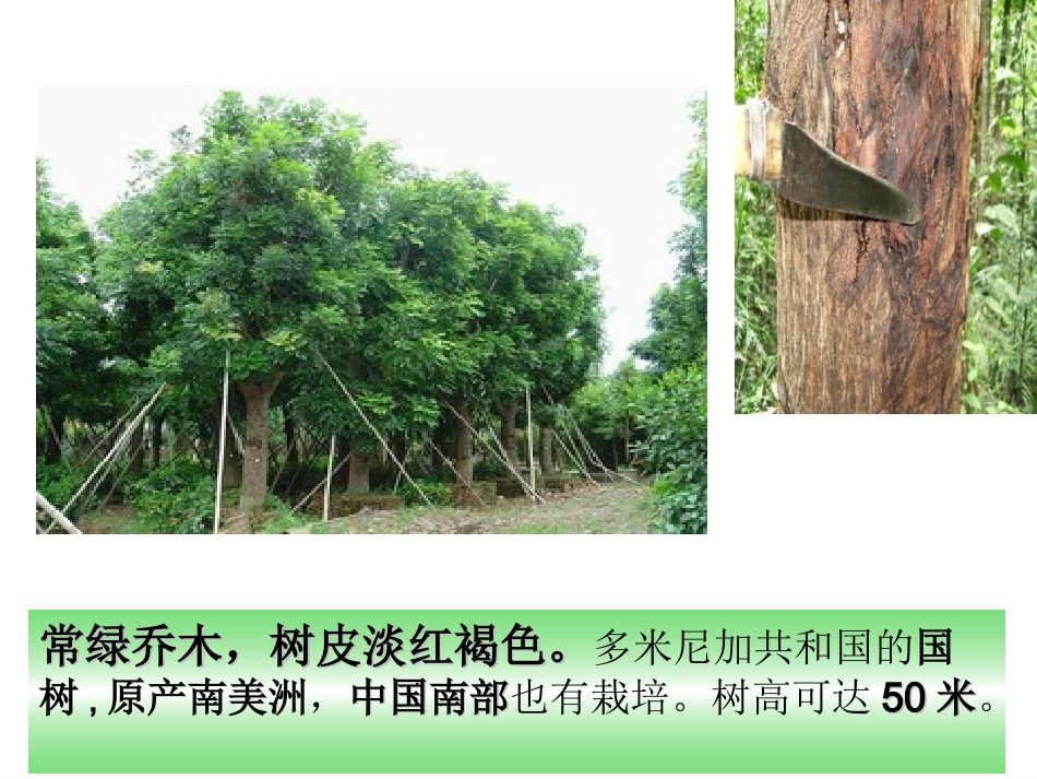 、《桃花心木》课件_第2页
