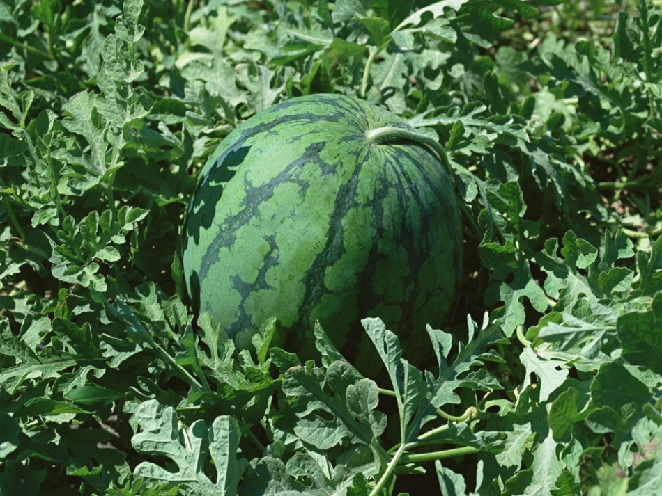 几分之一的大小比较_第3页