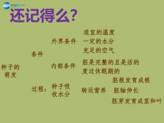 第三单元第二章第二节植株的生长课件新人教版