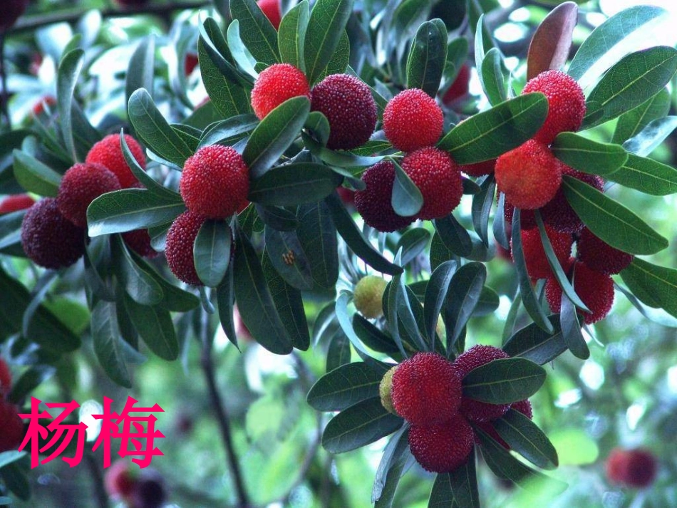我爱故乡的杨梅（上课稿）_第2页