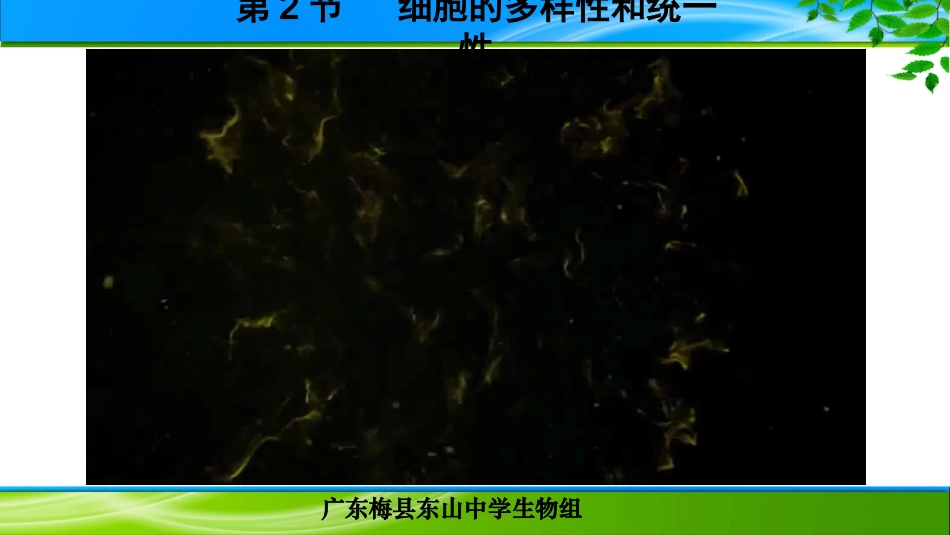 课件：细胞的多样性和统一性_第1页