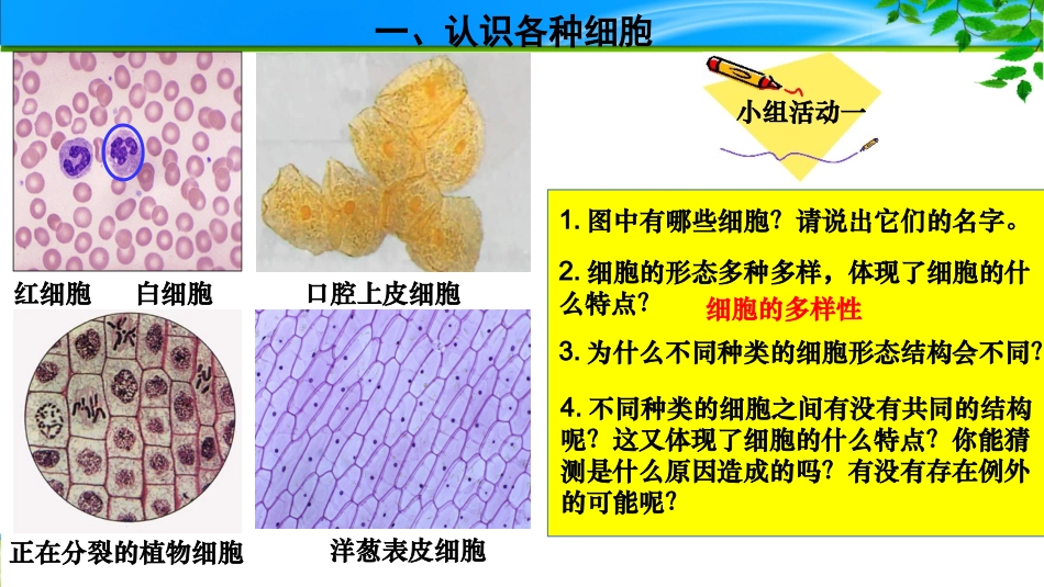 课件：细胞的多样性和统一性_第2页