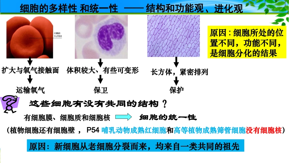 课件：细胞的多样性和统一性_第3页