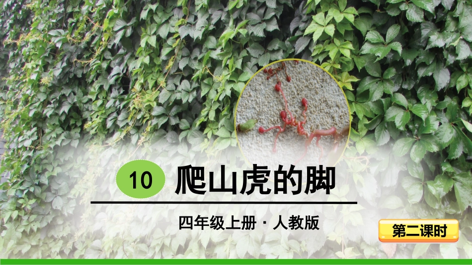 -爬山虎的脚（第课时） ()_第1页