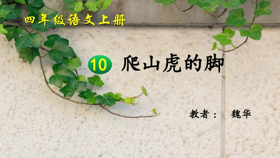 魏华-爬山虎的脚_第1页