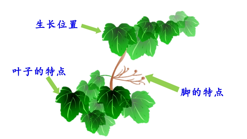 魏华-爬山虎的脚_第2页