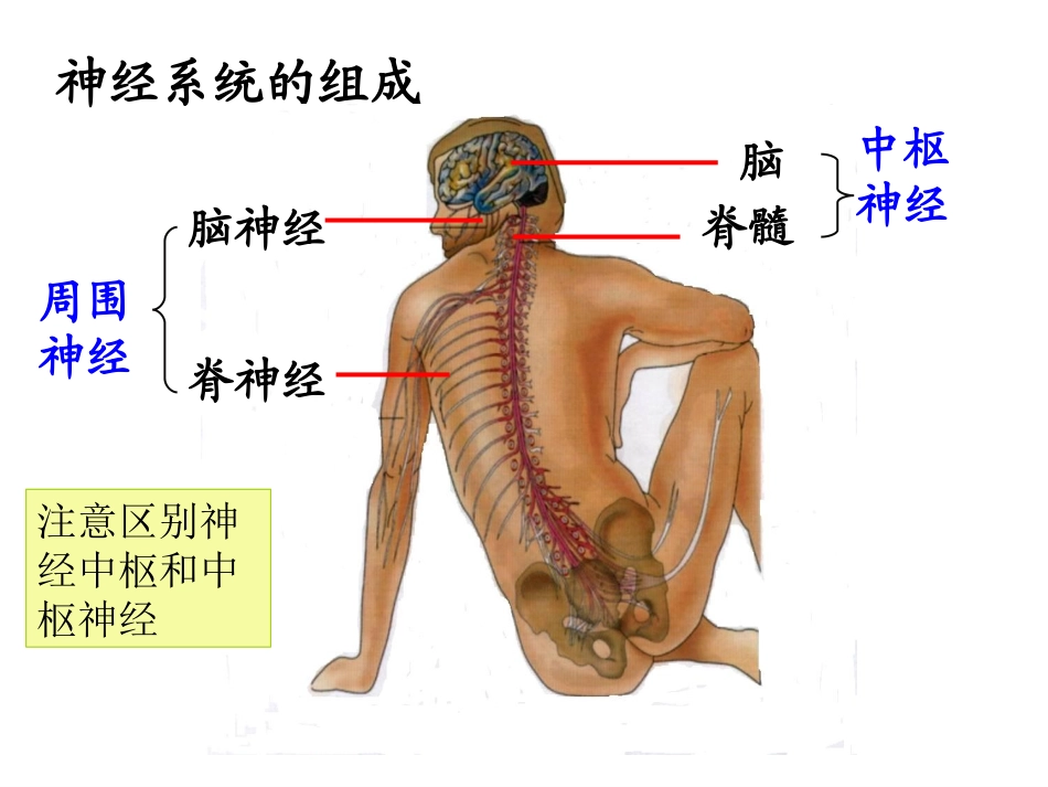 (绝世好件)神经调节__一轮复习_第2页