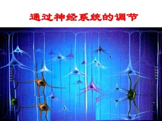 (绝世好件)神经调节__一轮复习