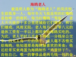 老人与海鸥-教学课件 ()