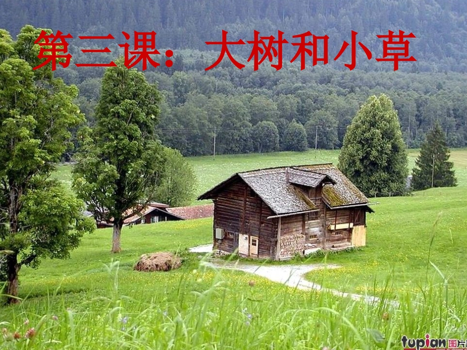 教科版三年级上册科学_《大树和小草》_第1页