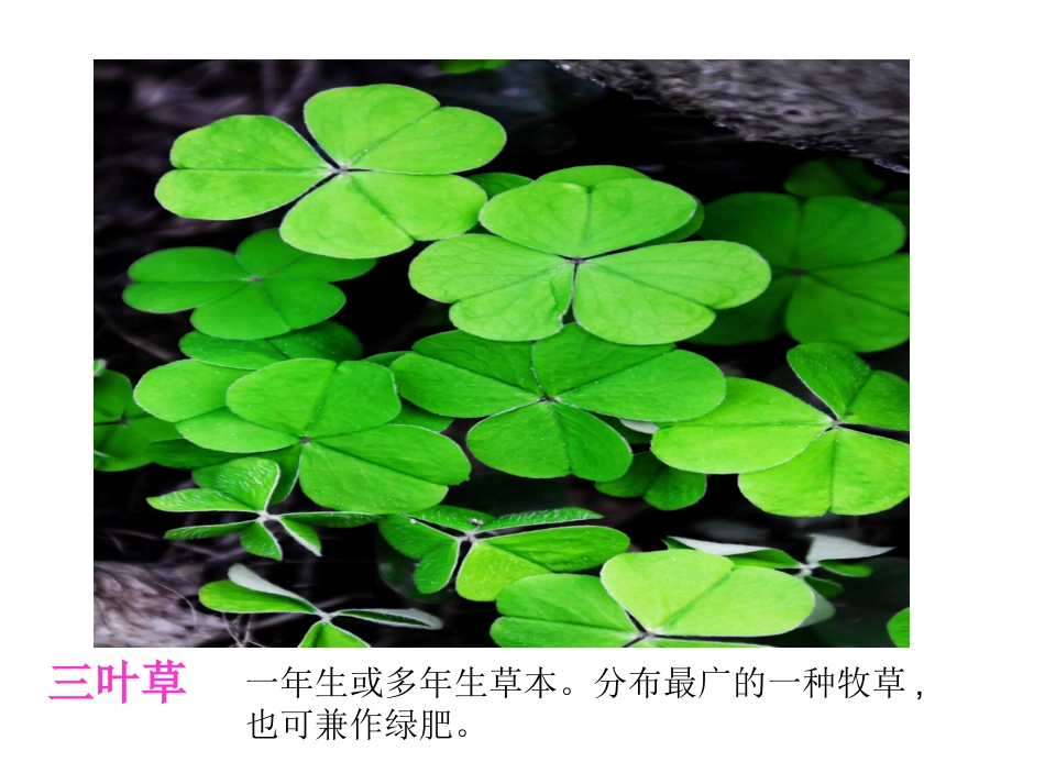 教科版三年级上册科学_《大树和小草》_第3页