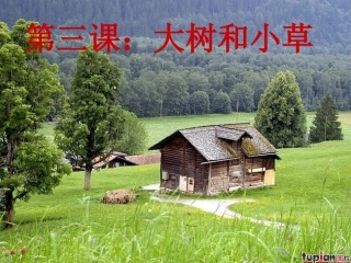 教科版三年级上册科学_《大树和小草》