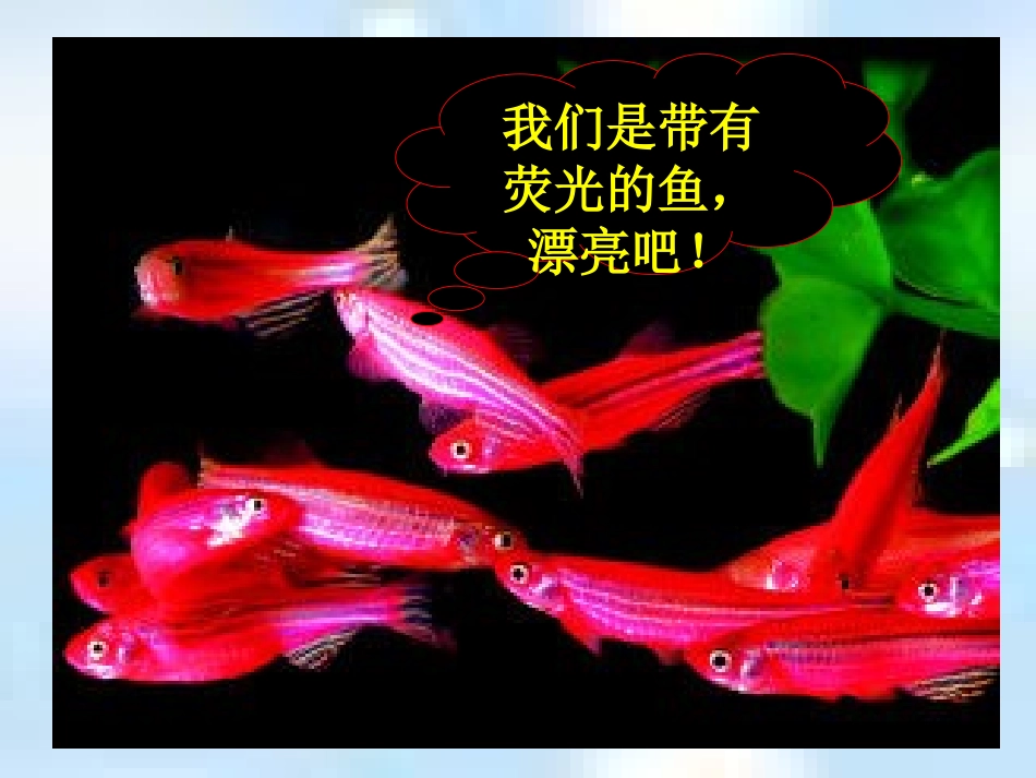 转基因生物的安全性_第3页