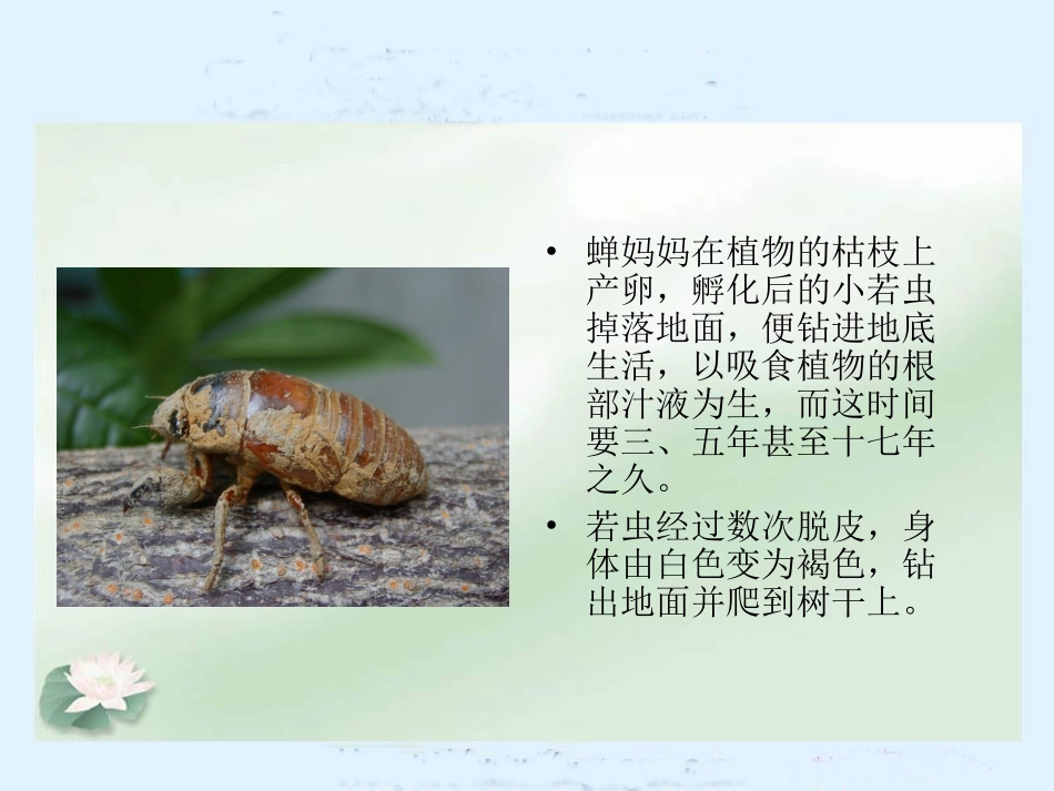 《金蝉脱壳》课件(苏教版小学语文五年级上册课件)_第2页