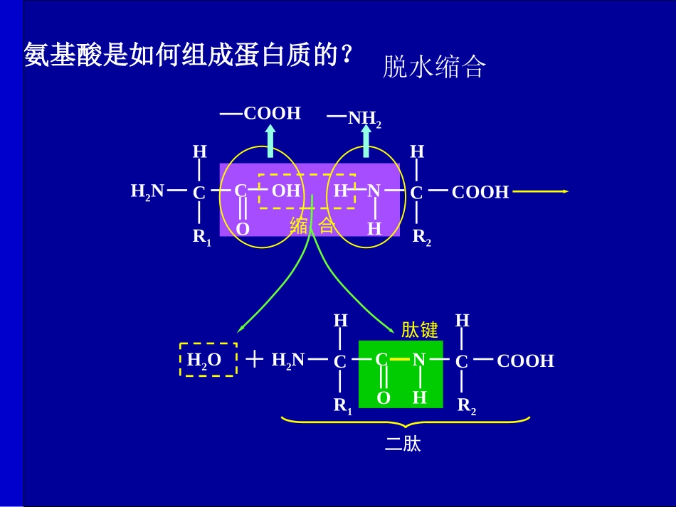 生命活动的主要承担者-蛋白质_第2页