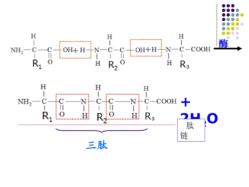 生命活动的主要承担者-蛋白质_第3页