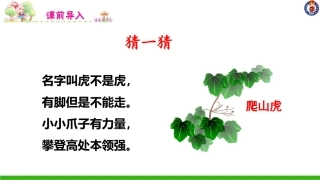 -爬山虎的脚（第课时）