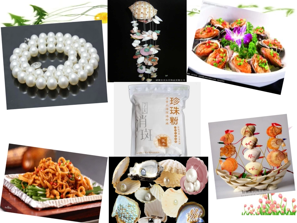 软体动物和节肢动物（2课时）_第1页