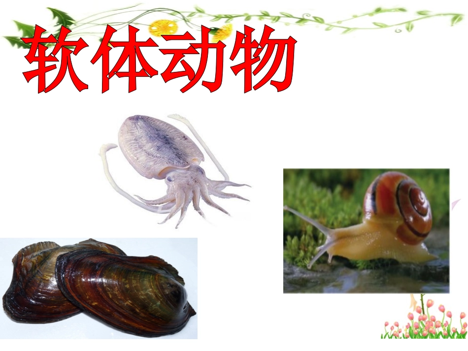 软体动物和节肢动物（2课时）_第2页