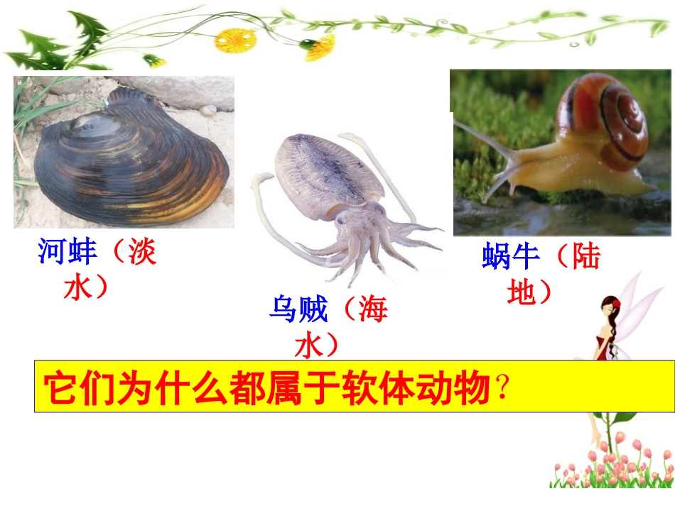 软体动物和节肢动物（2课时）_第3页