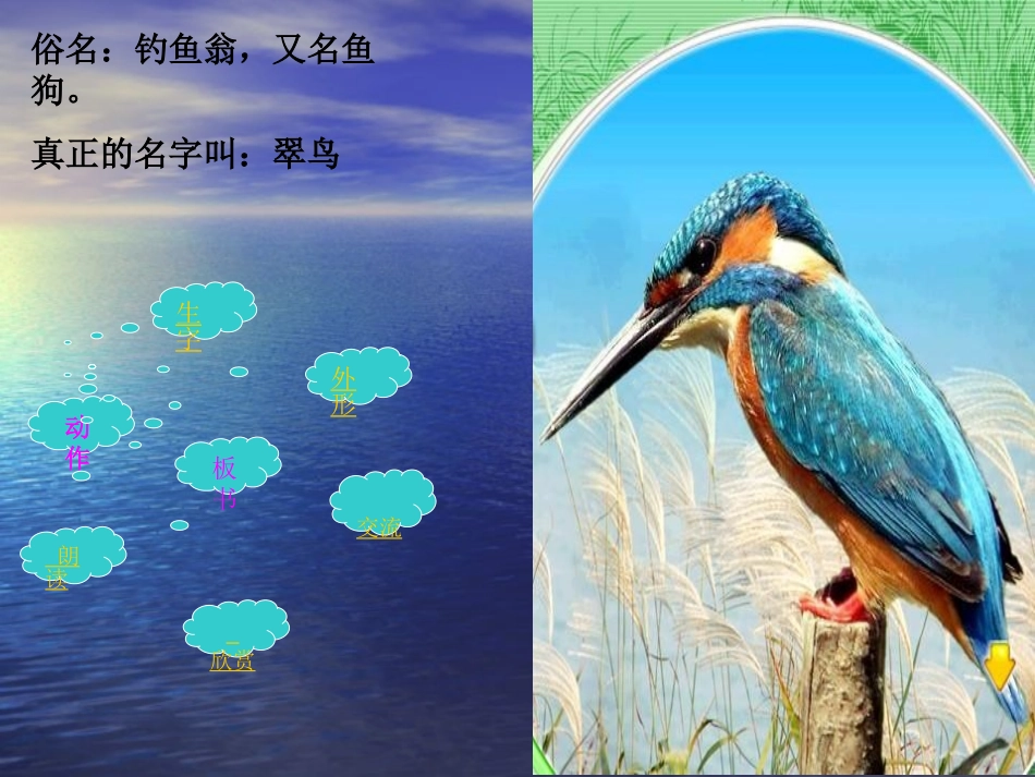 人教新课标三年级语文下册《翠鸟6》PPT课件_第2页