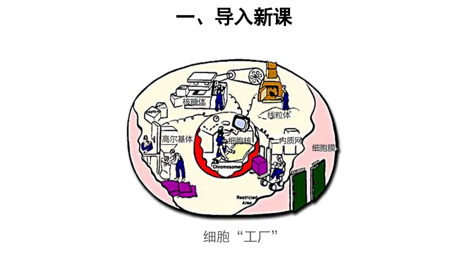 第2节细胞器之间的分工合作第1课时_第3页