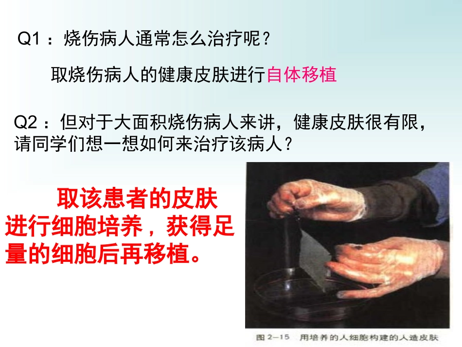 第一课时-动物细胞培养_第2页