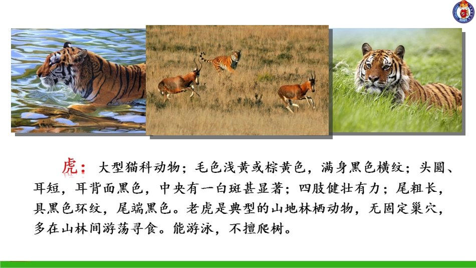 -一只窝囊的大老虎_第2页