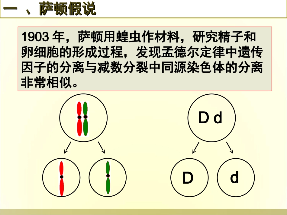 《基因在染色体上》(1)_第3页
