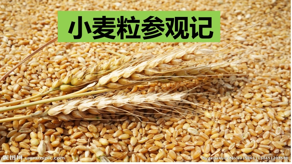 小麦粒参观记_第1页